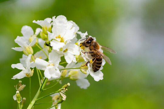 The bee (Apis mellifera) works on the flower Horseradish (Armoracia rusticana). Horseradish (Armoracia rusticana, syn. Cochlearia armoracia) is a perennial plant of the Brassicaceae family.