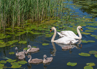 Obraz premium Swans and Cygnets on canal