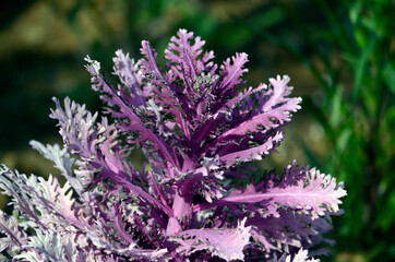 Fototapeta premium ハボタン