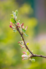 Pink blossoming buds of apple-tree flowers with green leaves. There is copy space. Beauty in nature, flowering plant in spring or summer. Defocusing the background.