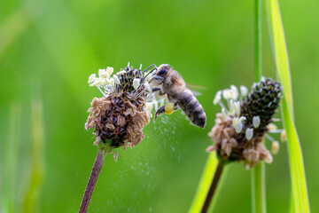 bee (Apis mellifera) works on the flower ribwort plantain (Plantago lanceolata).