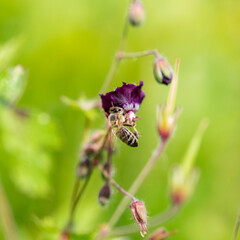 The bee (Apis mellifera) works on the flower dusky crane's-bill (Geranium phaeum). Bee - Apis mellifera - pollinates Geranium phaeum „ Lilly Lovell“, the dusky crane’s-bill, mourning widow.