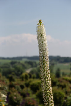 A foxtail lily, (Eremurus himalaikus, desert candle) in full bloom with some buds on top