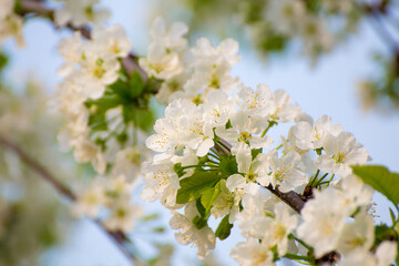 Beautiful white flowers grow densely on a branch of a cherry tree. There is copy space. Beauty in nature, flowering plant in spring or summer. Defocusing the background.