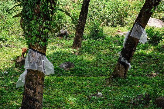 Rubber plantation farm in Jhalong, West bengal,India.