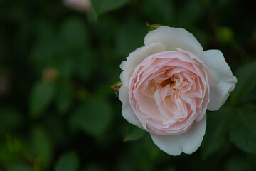 Close-up of a rosy rose in full bloom with blurry background