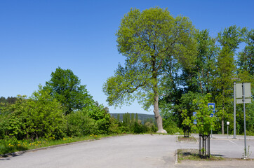 trees in the parking place