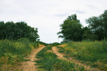 path in the field