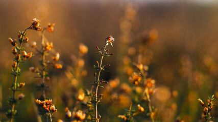 Groupe de bruyères photographiées de très près, à pleine ouverture.  Le bokeh est très intense