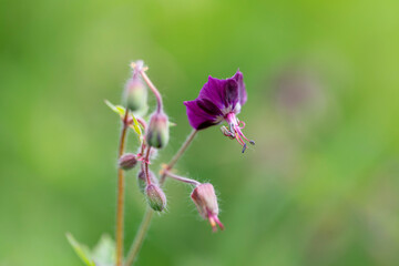 Geranium phaeum, commonly called dusky crane's-bill, mourning widow or black widow, is a herbaceous plant species in the family Geraniaceae. Flowers of dusky crane's-bill (Geranium phaeum) macro.