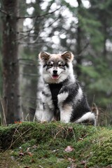 Portrait of a young puppy Finnish Lapphund dog