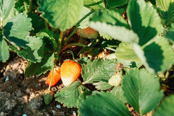 Organic garden. Strawberry bush close-up. From under the foliage lies a ripening berry. Seasonal harvest