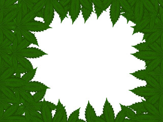 Green leaf on white background