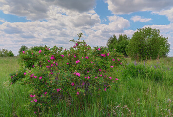 Forest flowering rosehip bush on a sunny summer day, close-up. Purple flowers on a branch against a background of fresh greenery and a cloudy sky. Summer bloom of wild rose. Russia (Ural)
