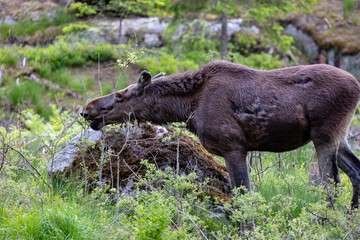 moose in the forest