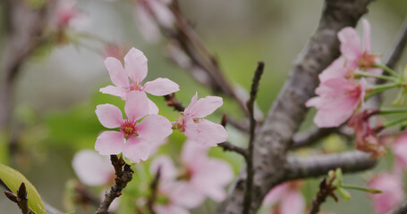 Pink sakura flower, cherry blossom
