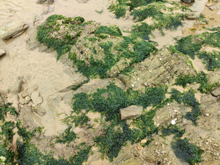 green seaweed covers the stones on the beach near the sea