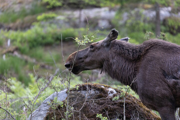 moose in the forest