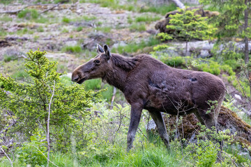 moose in the forest
