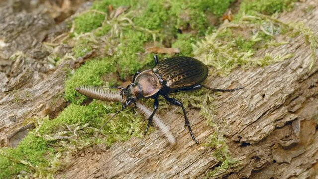 Ground beetle Carabus ullrichii hunting a millipede