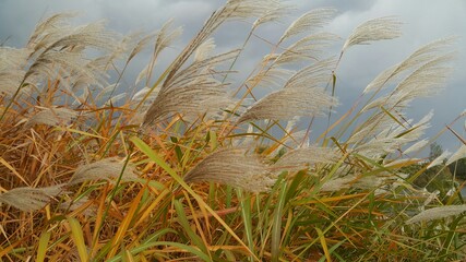 reeds on the beach