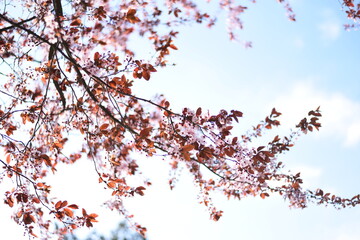 cherry blossom in spring