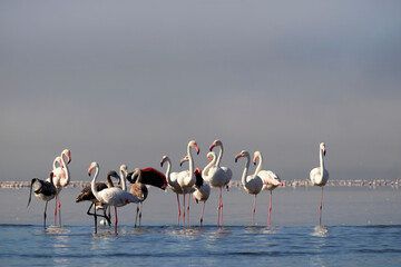 Wild african birds. Group birds of white african flamingos  walking around the blue lagoon on a sunny day