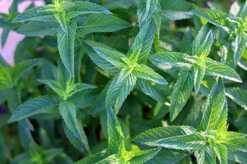 The beautiful and tasty mint plants are very useful in many drinks and food dishes.
