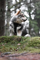 Portrait of a young puppy Finnish Lapphund dog