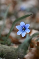 Closeup macro of blue anemone hepatica flower