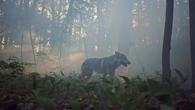 Silhouette of a gray wolf running and stopping in the woods. Slowed video of a wild dangerous animal hunter in the mystical nature in the morning.
