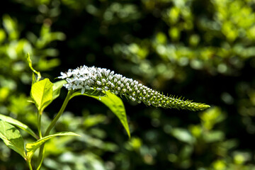 Macro shot of a beautiful wild flower blossom

