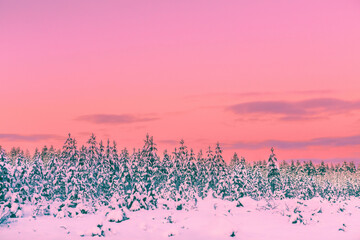 View of winter forest at sunset