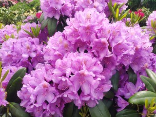 Beautiful blooming Rhododendron. Flowers background. large purple flowers in the garden close up