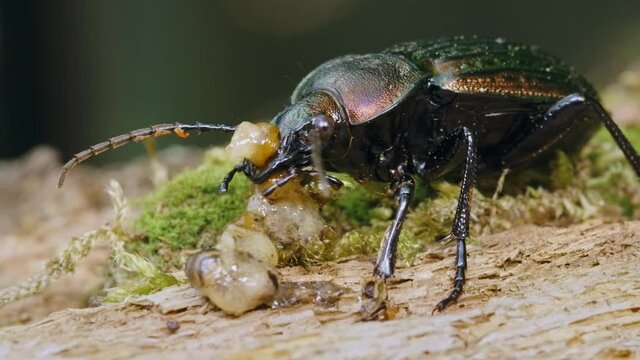 Ground beetle Carabus ullrichii foraging on a slug, predatory copper bug eating 