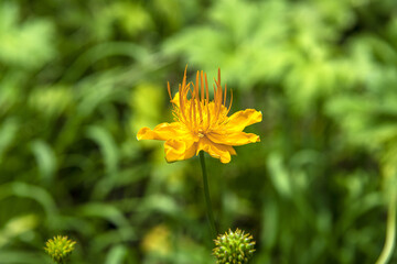 Macro shot of a beautiful wild flower blossom

