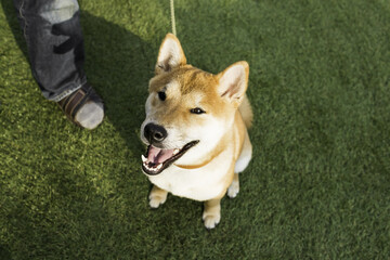 Cute of Smiling Shiba inu Red-haired Japanese Dog on green grass Background, Close up Portrait Pet outdoor.