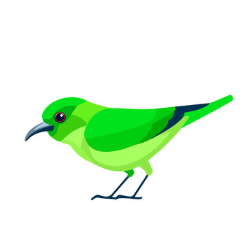 Green honeycreeper is a small bird in the tanager family. Chlorophanes spiza. Exotic blue Bird Cartoon flat style beautiful character of ornithology, vector illustration isolated on white