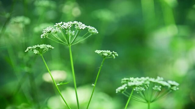 Wildflower Cow Parsley, Anthriscus sylvestris 