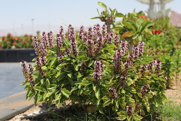 flowers in the garden