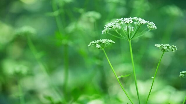 Wildflower Cow Parsley, Anthriscus sylvestris 