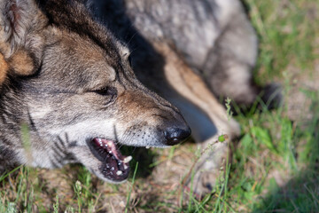 The dog husky wrinkled and sneezed. Close-up, selective focus.