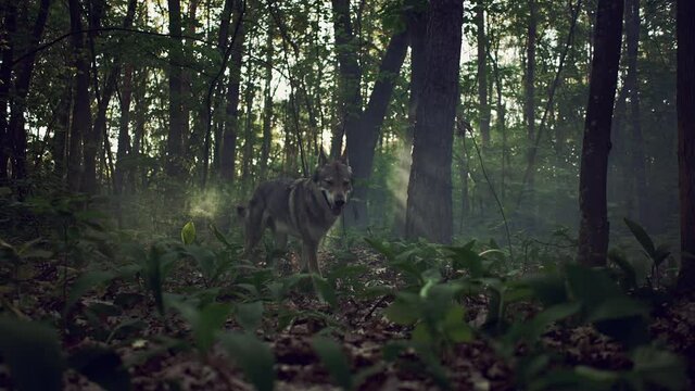 Beautiful wolf coming out to the foreground near the forest trees. Forest animal in natural landscape.