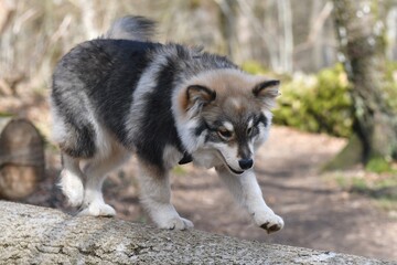 Portrait of a young puppy Finnish Lapphund dog