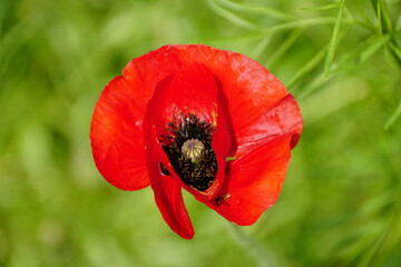 A red Iceland poppy flower at full bloom in the summer