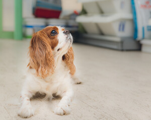 cavalier king charles spaniel