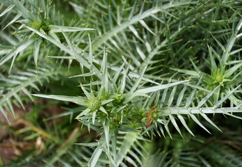 Tiny sharp leaves of Eryngium Umbellifera from a Parsley family