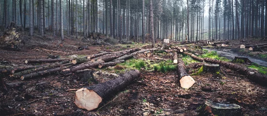 Fotobehang Brandhout textuur Log vuren stammen stapel. Gezaagde bomen uit het bos. Logging hout hout industrie. Omzagen bomen langs een weg voorbereid voor verwijdering