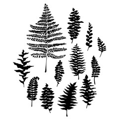 12 black and white ferns