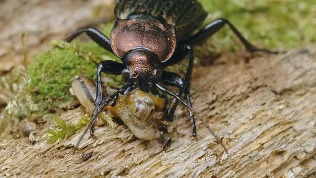 Ground beetle Carabus ullrichii foraging on a slug, predatory copper bug eating 